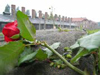 Camp d'Auschwitz de l'horreur  l'espoir